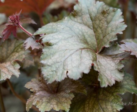 2346_8498_Heuchera_Neptune__2.JPG