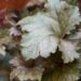 2346_8498_Heuchera_Neptune__2.JPG