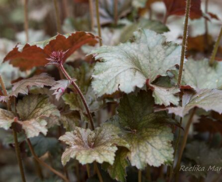 2346_8499_Heuchera_Neptune_.JPG