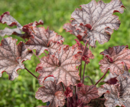 2346_8961_Heuchera_Neptune__2.JPG