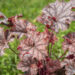 2346_8961_Heuchera_Neptune__2.JPG