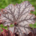 2346_8962_Heuchera_Neptune__3.JPG