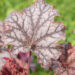 2346_8963_Heuchera_Neptune__4.JPG