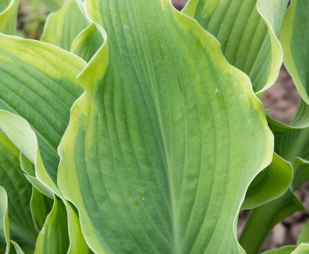 2349_8629_Hosta_Atlantis__2.JPG