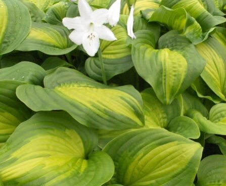 2350_7209_Hosta_Avocado_Photo_Darwinplants.jpg