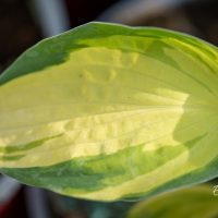 2351_11016_Hosta_Color_Festival_.jpg