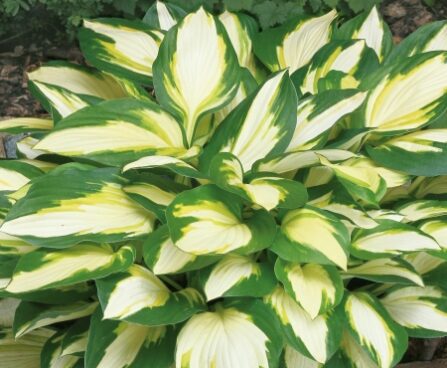 2351_7102_Hosta_Color_Festival_Photo_Darwinplants.jpg