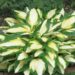 2351_7102_Hosta_Color_Festival_Photo_Darwinplants.jpg