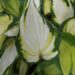 2351_7103_Hosta_Color_Festival1_Photo_Darwinplants.jpg