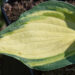 2351_8329_Hosta_Color_Festival__2.JPG