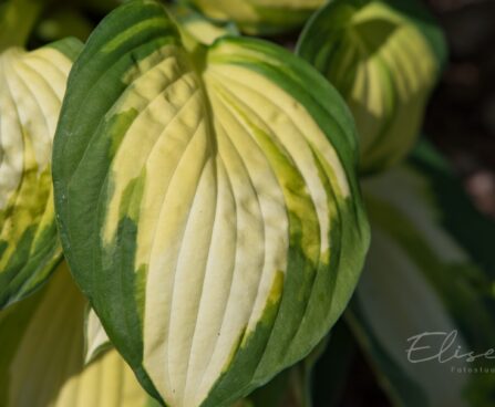 2351_8755_Hosta_Color_Festival__2.JPG