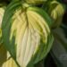 2351_8755_Hosta_Color_Festival__2.JPG