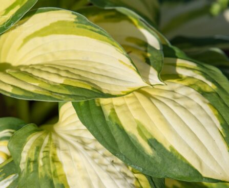 2351_8756_Hosta_Color_Festival_.JPG