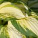 2351_8756_Hosta_Color_Festival_.JPG