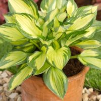 2352_7210_Hosta_Colored_Hulk_Photo_Darwinplant.jpg