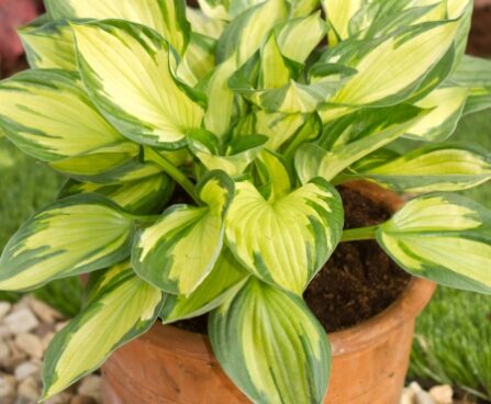 2352_7210_Hosta_Colored_Hulk_Photo_Darwinplant.jpg