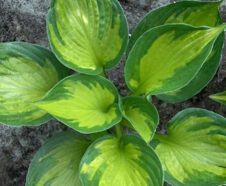 2352_7211_Hosta_Colored_Hulk_1Photo_Darwinplant.jpg