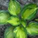 2352_7211_Hosta_Colored_Hulk_1Photo_Darwinplant.jpg