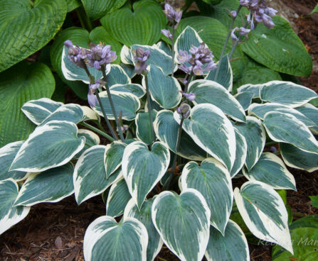 2353_5519_Hosta_El_Nino.jpg