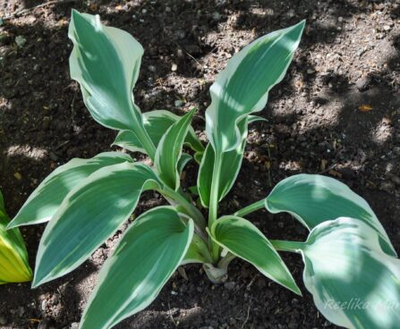 2353_7712_Hosta_El_Nino_.JPG