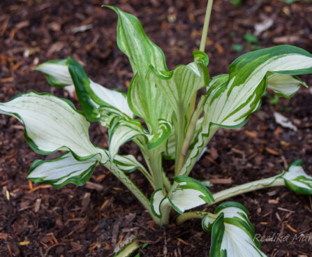 2355_5533_Hosta_Kiwi_Spearmint.jpg