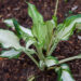 2355_5533_Hosta_Kiwi_Spearmint.jpg