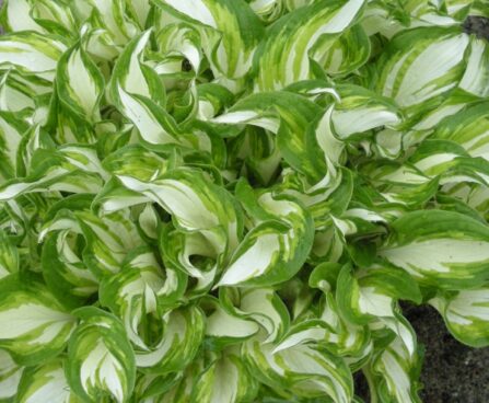 2355_7212_Hosta_Kiwi_Spearmint_Photo_Darwinplants.jpg