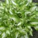 2355_7212_Hosta_Kiwi_Spearmint_Photo_Darwinplants.jpg