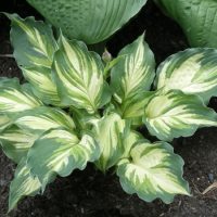2356_7106_Hosta_Lakeside_Paisley_Print__Photo_Darwinplants.jpg