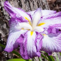 2361_4525_Iris_ensata_Harlequinesque.jpg