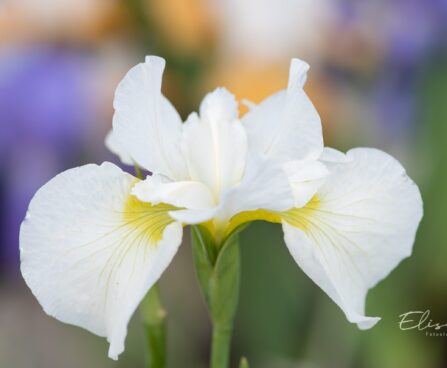 2367_10176_Iris_sibirica_Gulls_Wing__siberi_iiri.jpg