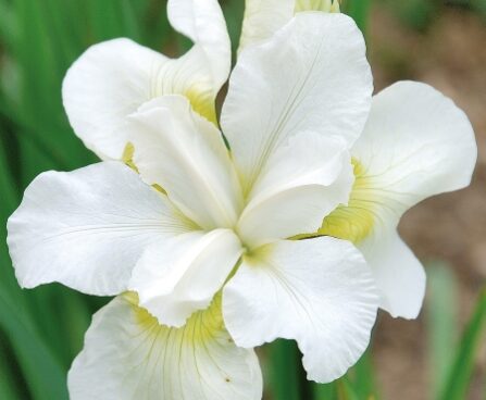 2367_7154_Iris_sibirica_Gulls_Wing_Photo_Darwinplants.jpg