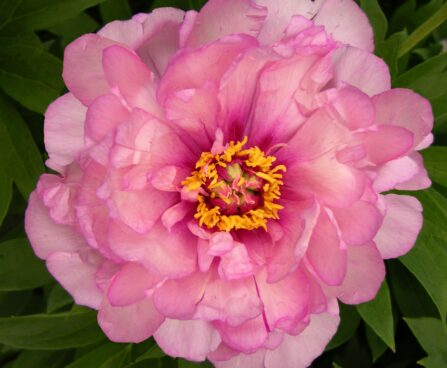 2370_10784_Paeonia_First_Arrival-4-D_pojeng.jpg