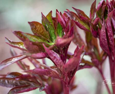 2372_11003_Paeonia_lactiflora_Barrington_Belle__pojeng.jpg