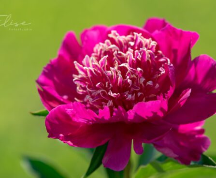 2372_8792_Paeonia_lactiflora_Barrington_Belle__2.JPG