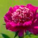 2372_8792_Paeonia_lactiflora_Barrington_Belle__2.JPG