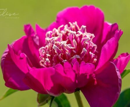 2372_8793_Paeonia_lactiflora_Barrington_Belle_.JPG