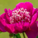 2372_8793_Paeonia_lactiflora_Barrington_Belle_.JPG