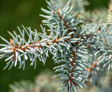 2388_9923_Picea_pungens_Erich_Frahm__torkav_kuus.jpg