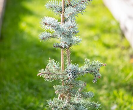 2388_9924_Picea_pungens_Erich_Frahm__torkav_kuusk.jpg