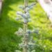 2388_9924_Picea_pungens_Erich_Frahm__torkav_kuusk.jpg