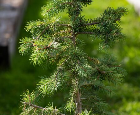 2389_9925_Picea_pungens_Glauca_Misty_Blue__torkav_kuusk.jpg
