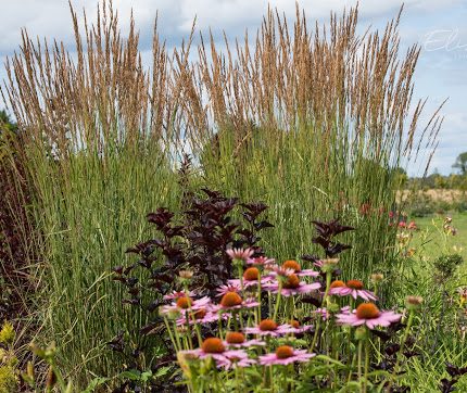 Calamagrostis acutiflora `Karl Foerster`