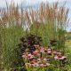 Calamagrostis acutiflora `Karl Foerster`