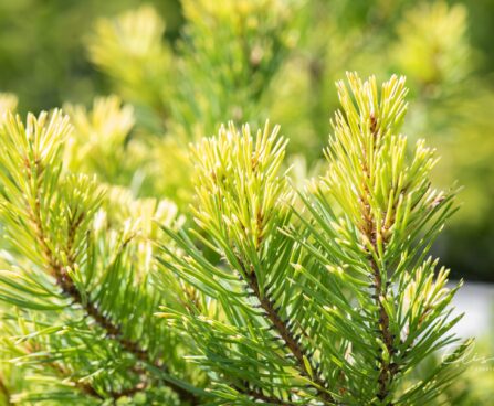 2396_10418_Pinus_sylvestris_Aurea__harilik_mand_2.jpg