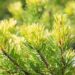 2396_10418_Pinus_sylvestris_Aurea__harilik_mand_2.jpg