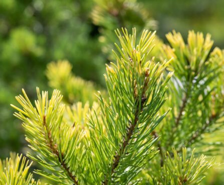 2396_10419_Pinus_sylvestris_Aurea__harilik_mand_3.jpg