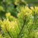 2396_10419_Pinus_sylvestris_Aurea__harilik_mand_3.jpg