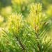 2396_10420_Pinus_sylvestris_Aurea__harilik_mand.jpg