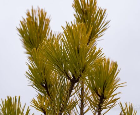 2396_6844_Pinus_sylvestris_Aurea__4.JPG